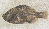 Priscacara Fossil Fish - Kemmerer, Wyoming #20823-1